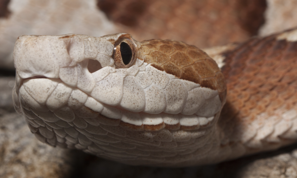 Virginia Man’s Laundry Day Turns into Venomous Encounter