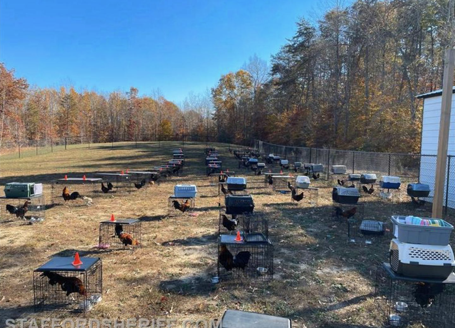 Deputies Rescue 80 Chickens in Cockfighting Bust