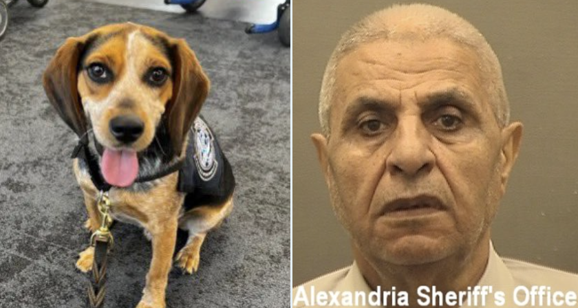 Egyptian Smuggler Deported For Kicking Beagle