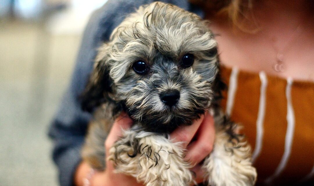 Virginia Beach SPCA Works To Find New Lives For Seven Rescued Dogs