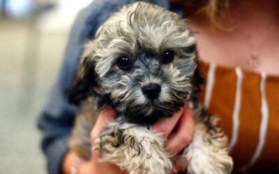Virginia Beach SPCA Works To Find New Lives For Seven Rescued Dogs