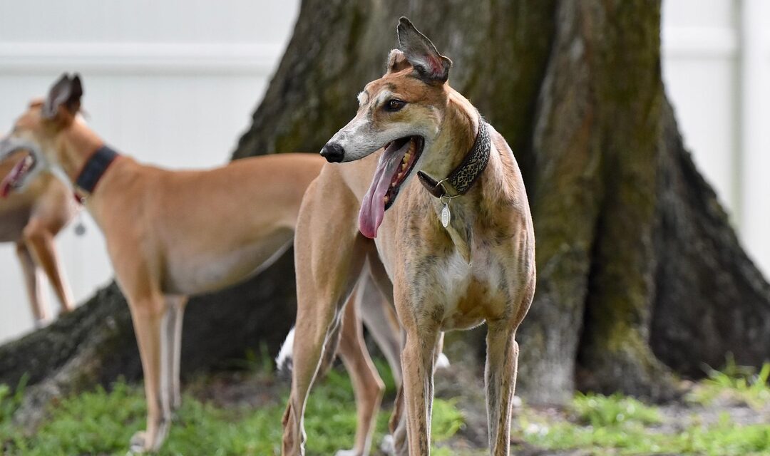 Richmond Animal League Hosts Adoption Event For Dozens Of Dogs And Cats From Rural Virginia