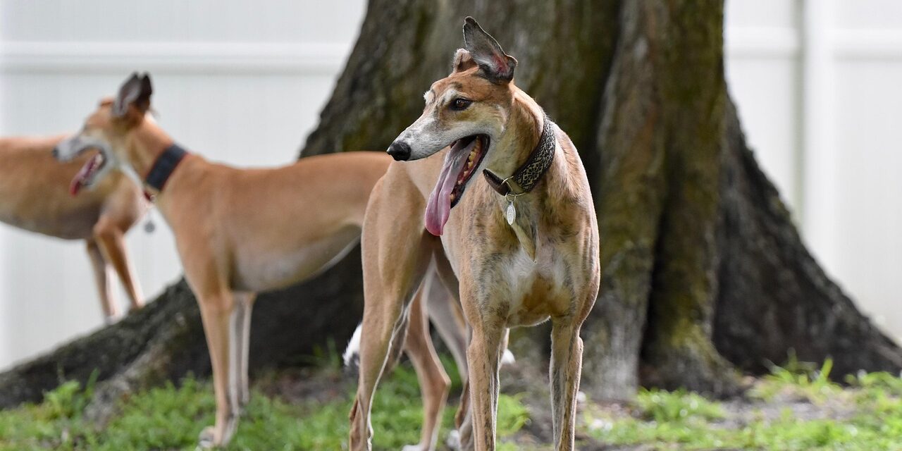 greyhound-5590658_1280